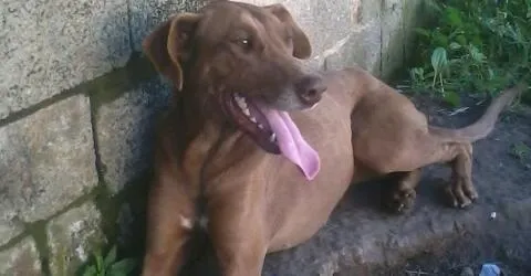 Cachorro raça Não Especificada idade  nome Linda Kiara