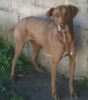 Cachorro raça Não Especificada idade  nome Linda Kiara
