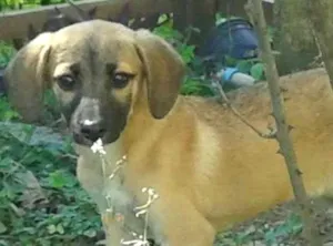 Cachorro raça indefinida idade 2 a 6 meses nome Kika