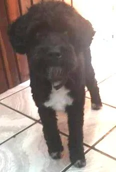Cachorro ra a Poodle toy idade 2 anos nome Banana