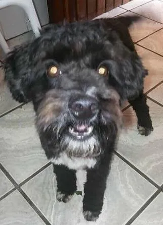 Cachorro ra a Poodle toy idade 2 anos nome Banana