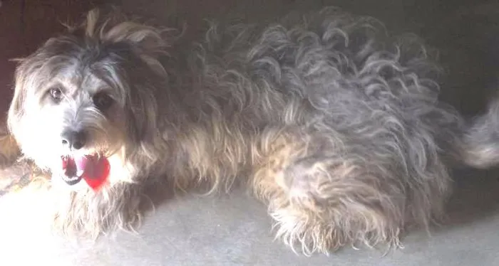 Cachorro raça SRD idade 3 anos nome Bralha