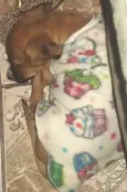 bibi