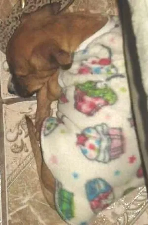 Cachorro raça vira lata idade 2 a 6 meses nome bibi