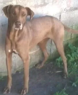 Cachorro raça Não Especificada idade  nome Linda Kiara