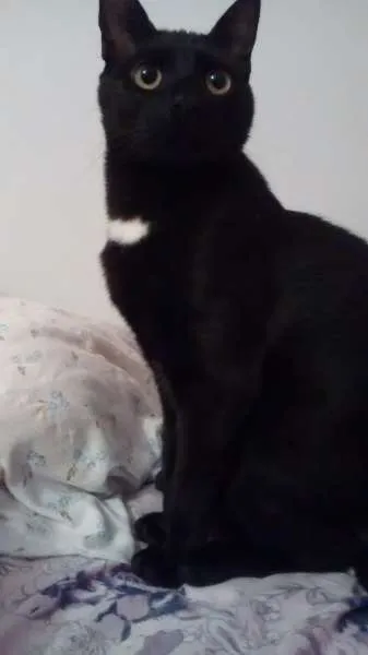 Gato raça SRD idade 7 a 11 meses nome antonio
