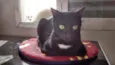 antonio