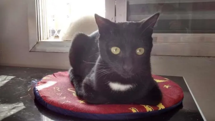 Gato raça SRD idade 7 a 11 meses nome antonio