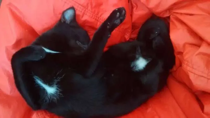Gato raça SRD idade 7 a 11 meses nome antonio