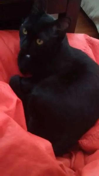 Gato raça SRD idade 7 a 11 meses nome antonio
