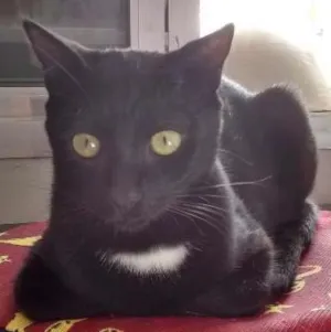 Gato raça SRD idade 7 a 11 meses nome antonio