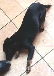 Cachorro raça cophapcom vira lata idade 2 a 6 meses nome Tina