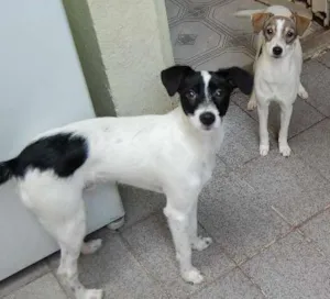Cachorro raça Vira Lata/Fox Paulistinha idade 7 a 11 meses nome Toquinho / Menina