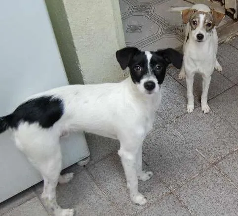 Cachorro ra a Vira Lata/Fox Paulistinha idade 7 a 11 meses nome Toquinho / Menina