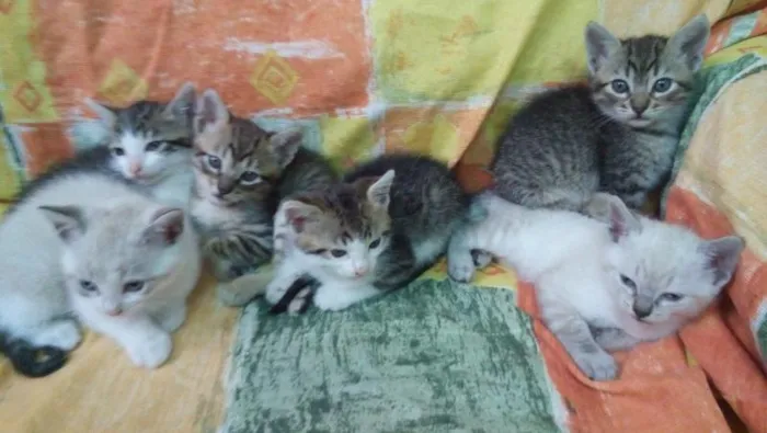 Gato ra a SRD idade Abaixo de 2 meses nome Tikinhos