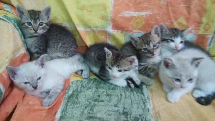 Gato ra a SRD idade Abaixo de 2 meses nome Tikinhos