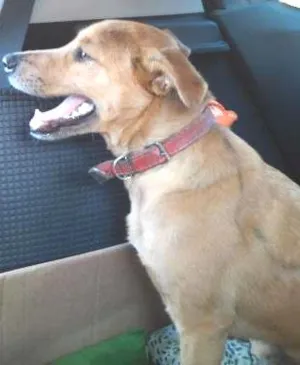Cachorro raça SRD idade 7 a 11 meses nome Luck