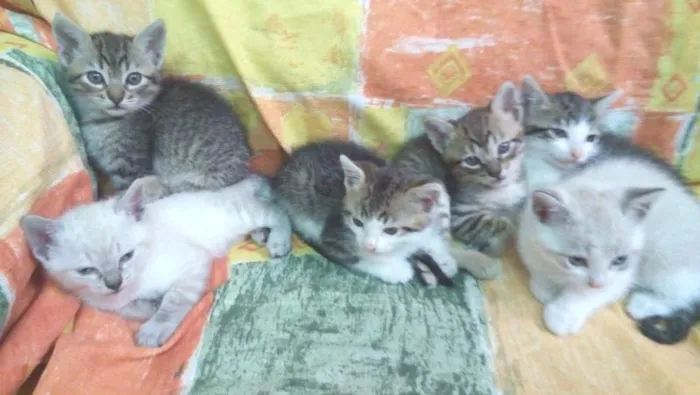 Gato ra a SRD idade Abaixo de 2 meses nome Tikinhos