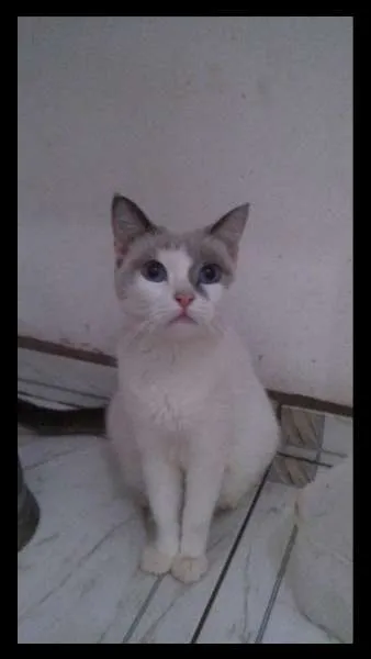 Gato ra a Não definida  idade 2 anos nome Pepe 