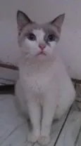 Pepe 