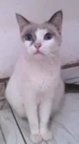 Pepe 