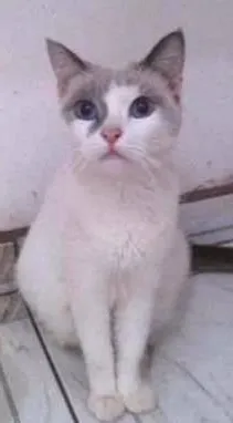 Gato ra a Não definida  idade 2 anos nome Pepe 