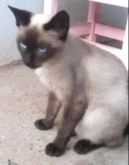 Gato ra a  idade 7 a 11 meses nome sem nome 
