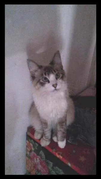 Gato ra a sem definição  idade 7 a 11 meses nome sem nome 