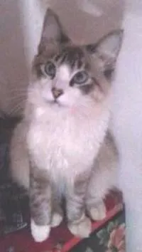 Gato ra a sem definição  idade 7 a 11 meses nome sem nome 