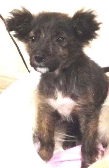 Cachorro ra a SRD idade Abaixo de 2 meses nome Sem Nome