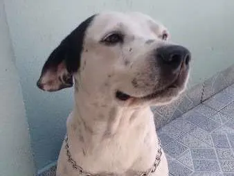 Cachorro raça Indefinida idade 2 anos nome Jorge 