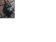 pretinho