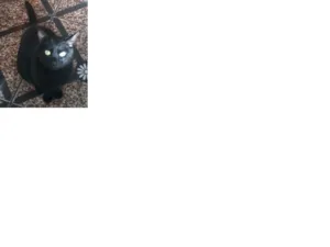 Gato raça  idade 2 anos nome pretinho