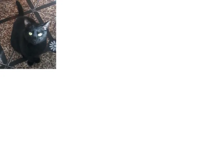 Gato ra a  idade 2 anos nome pretinho