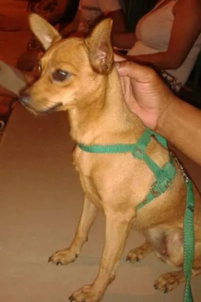 Cachorro ra a Pinscher idade 2 anos nome PALOMA