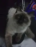 BRAMQUINHO