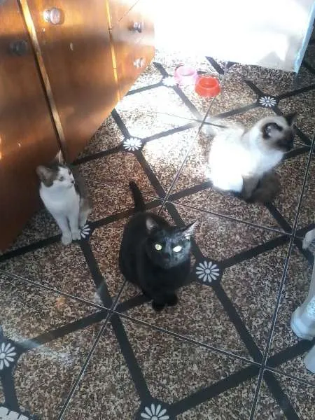 Gato ra a  idade 2 anos nome pretinho
