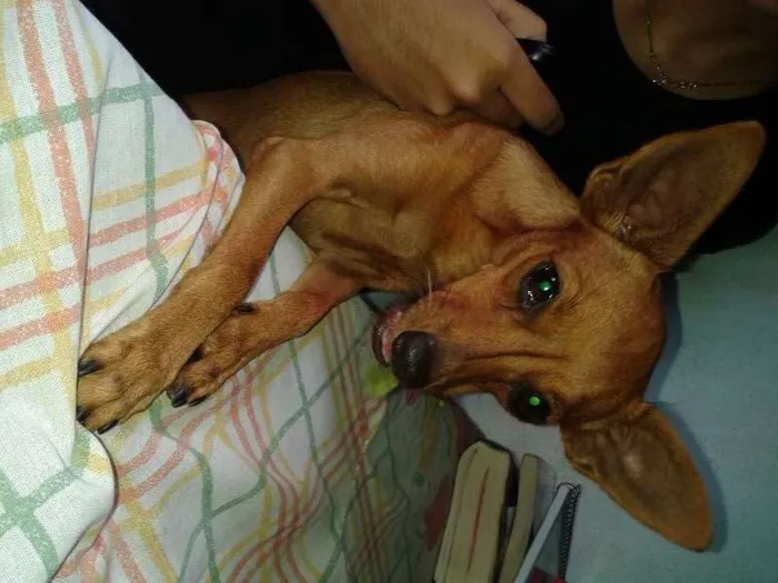 Cachorro ra a Pinscher idade 2 anos nome PALOMA