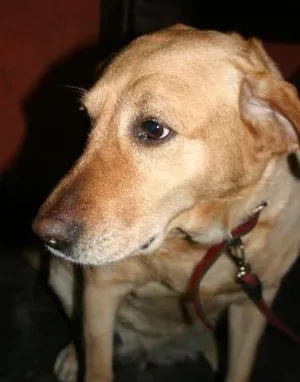 Cachorro raça Labrador idade 6 ou mais anos nome Lolita GRATIFICA
