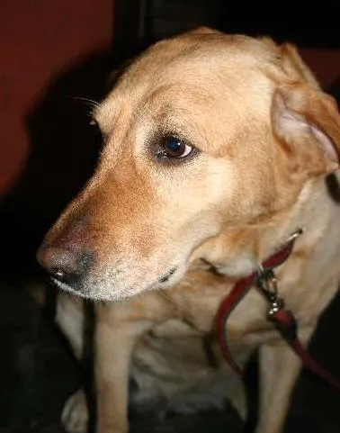 Cachorro ra a Labrador idade 6 ou mais anos nome Lolita GRATIFICA
