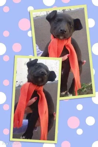 Cachorro ra a SRD idade 2 a 6 meses nome Tina (filhote)