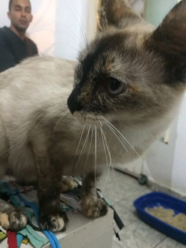Gato ra a Siamês  idade 1 ano nome Princesa 