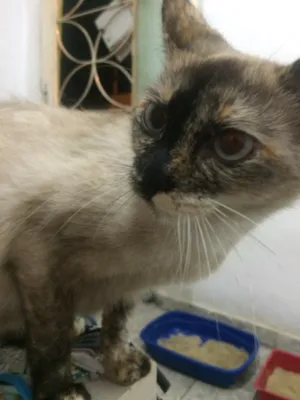 Gato raça Siamês  idade 1 ano nome Princesa 