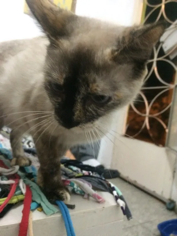Gato ra a Siamês  idade 1 ano nome Princesa 