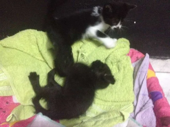 Gato ra a SRD idade Abaixo de 2 meses nome Sem Nome