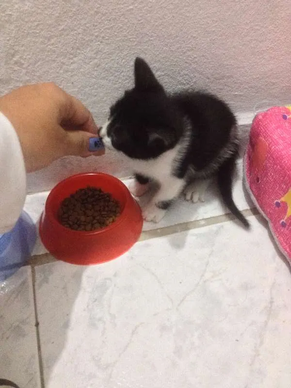 Gato ra a SRD idade Abaixo de 2 meses nome Sem Nome