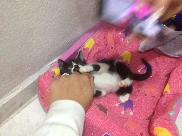 Gato ra a SRD idade Abaixo de 2 meses nome Sem Nome