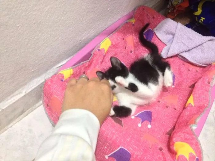 Gato ra a SRD idade Abaixo de 2 meses nome Sem Nome