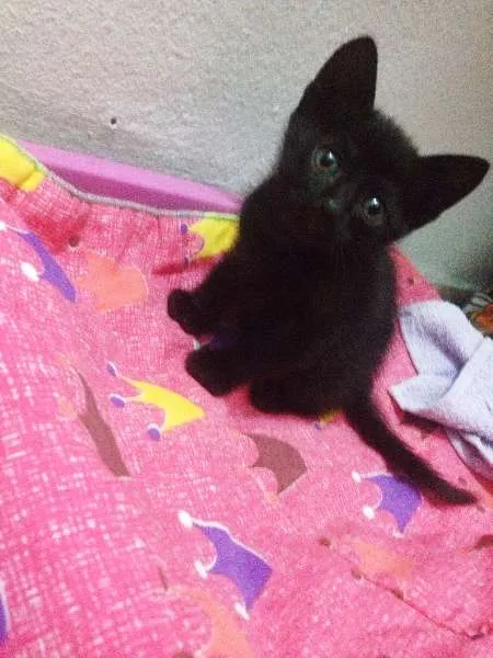 Gato ra a SRD idade Abaixo de 2 meses nome Sem Nome