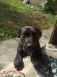 Princesa